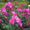 Cyclamen
