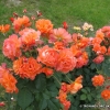 Westerland