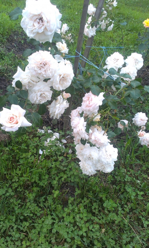 imag0825