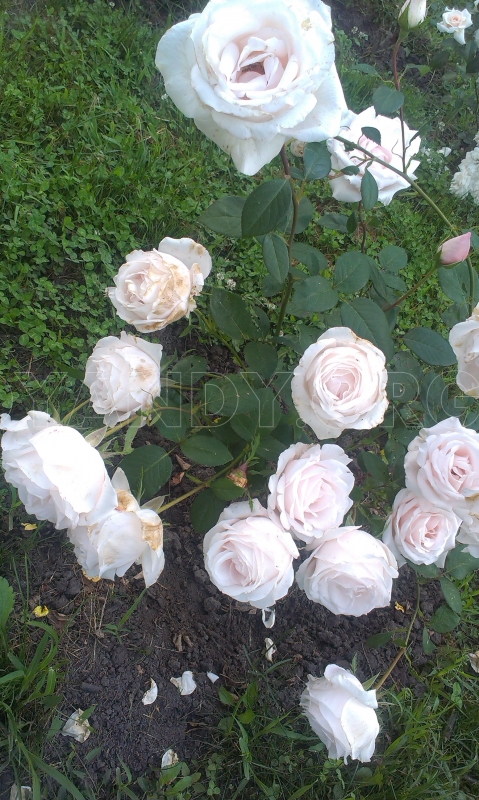 imag0826