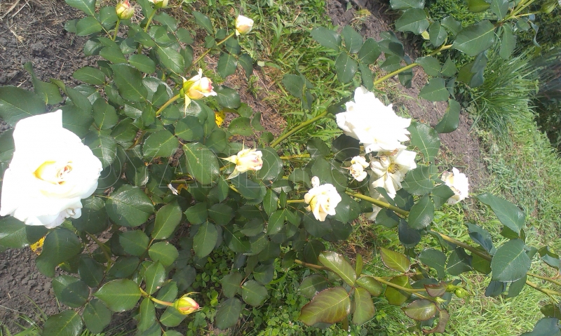 imag0827