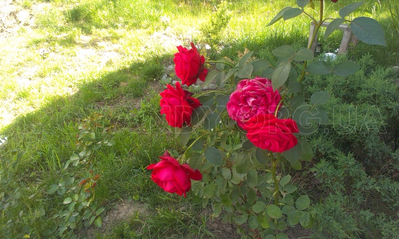 imag0841