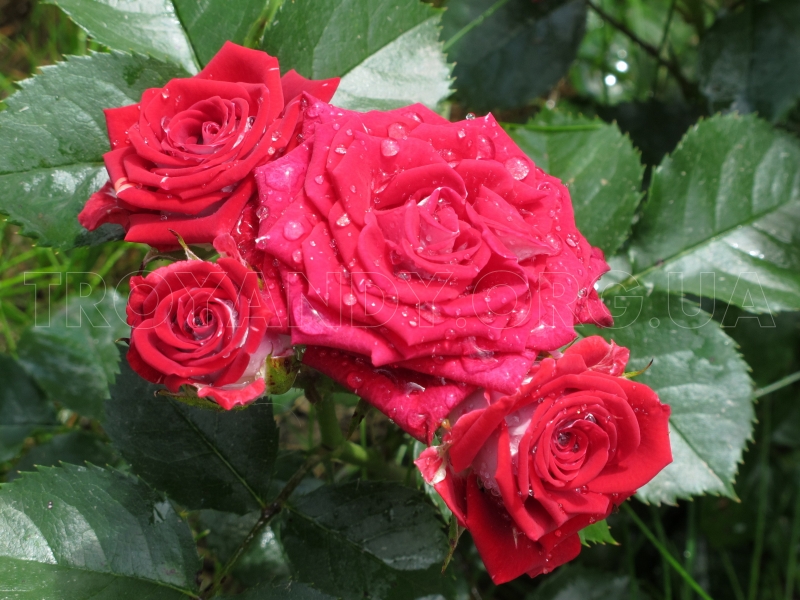 Ruby Star