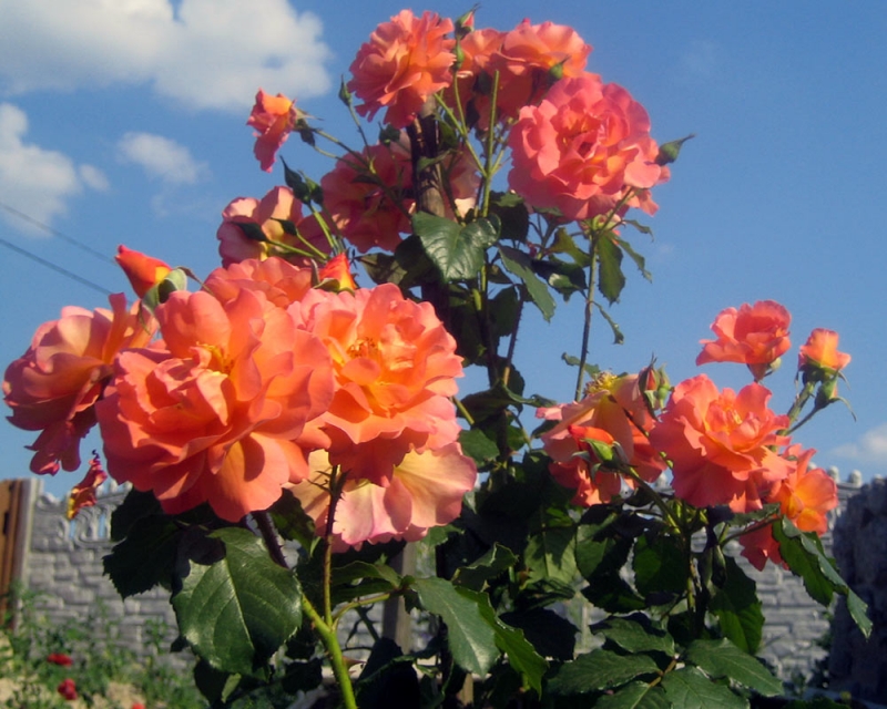 Westerland