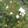 imag0827