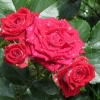 Ruby Star