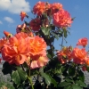 Westerland