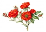 FloribundRose