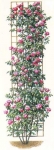 PletistRose