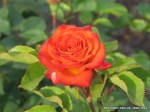 Alegria-040.jpg