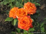 Alegria-045.jpg