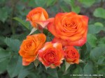 Alegria-062.jpg