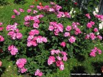 Cyclamen-001.jpg