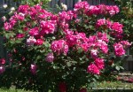 Cyclamen-1.jpg