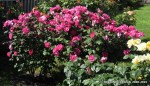 Cyclamen-1.jpg