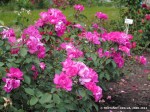 Cyclamen.jpg