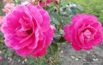 Baronne De Rothschild