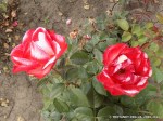 DSCN03417