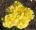 Friesia-021.jpg