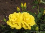 Friesia-021.jpg