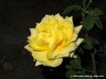 Friesia-3.jpg