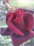 Perle Noire-3.jpg
