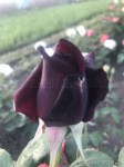 Perle Noire-3.jpg