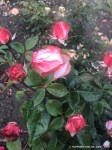 IMG_1217