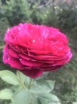 IMG_1234