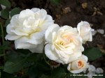 Schneewalzer-413.jpg
