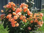 Westerland-001.jpg